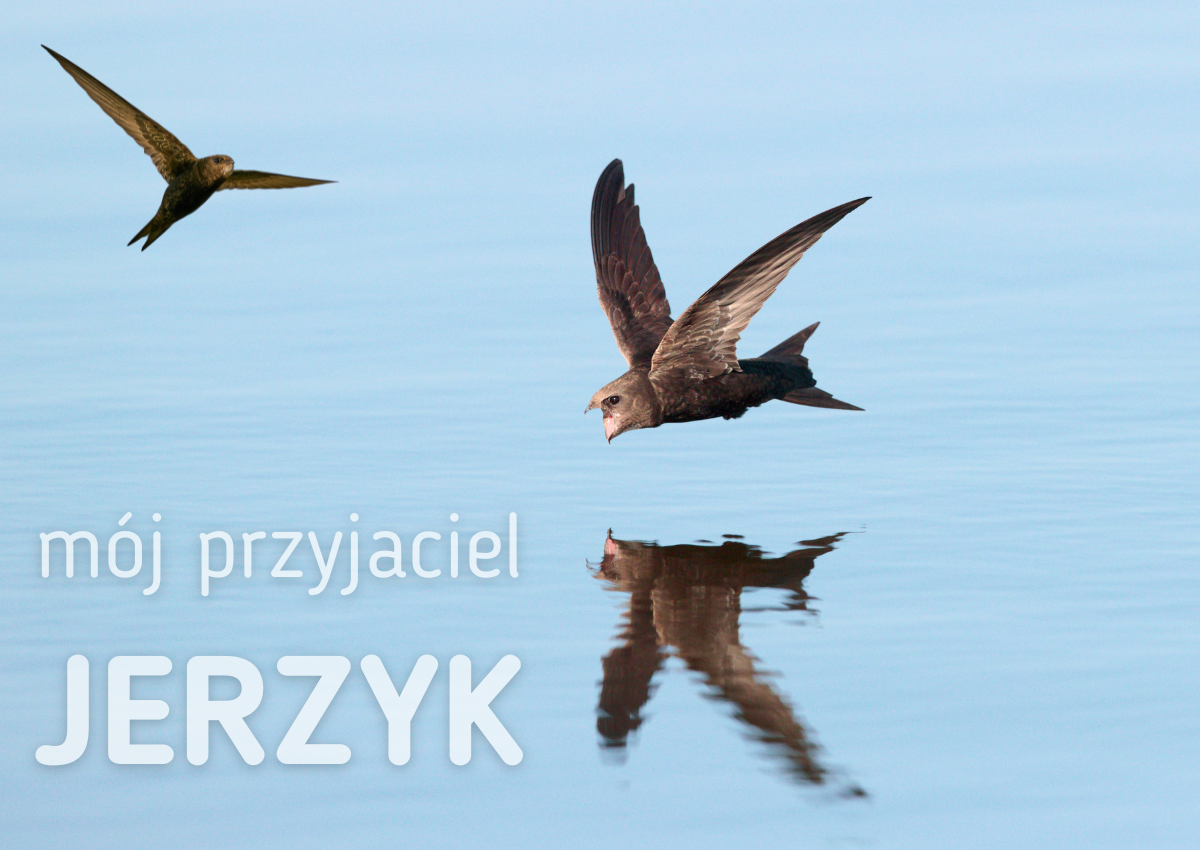 Mój przyjaciel jerzyk